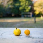 citrus-fruits-648317_640